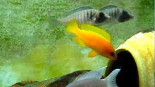 Neolamprologus mustax Mbita Subadult Pair [upl. by Pradeep]