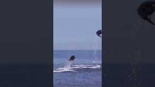 Dolphin Jumping on Sea 2024  dolphin fish play baby shorts trending viralvideo video 2k24 [upl. by Nosnek]