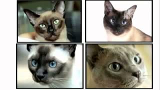 Tonkinese Cat 101 by Animal Planet [upl. by Aisatana]