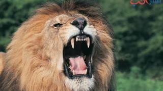 صوت الأسد  زئير الأسد  Lion Roar [upl. by Nuahsyt]