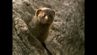 An Eagle Swoops on a Pack of Banded Mongooses  Be An Animal  BBC Earth [upl. by Lacagnia62]