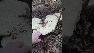 Cerioporus squamosus syn Polyporus squamosus edible [upl. by Nastassia]