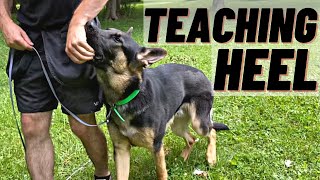 HOW TO Train Your Dog To HEEL FIRST STEPS [upl. by Oria]