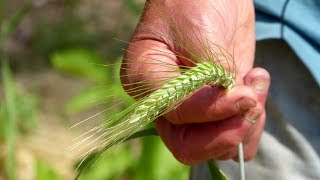 Ancient Grains Growing Heritage Grains in Gardens and Small Farms [upl. by Htebyram]