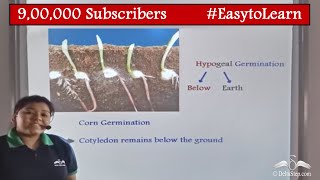 Seed Germination Types  Class 6  CBSE  NCERT  ICSE [upl. by Ursa]