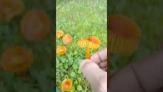 HYGROCYBE REIDII🍄 [upl. by Bess]