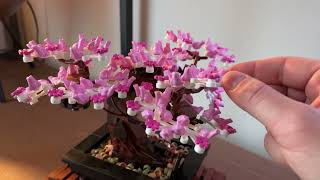 Lego Botanical Collection Bonsai Tree Speed Build [upl. by Snodgrass]