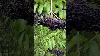 Difference Between Elderberry and Pokeweed Part 1 [upl. by Schilling309]