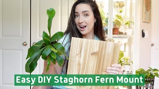 Easy DIY Staghorn Fern Mount  Tips and Tricks [upl. by Kimball]