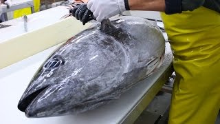 Fish Filleting Bluefin Tuna [upl. by Dorella]