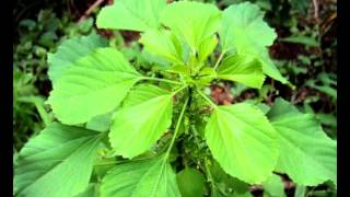 Health Benefits of Indian Acalypha [upl. by Bjorn]