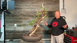 Urban Yamadori Eastern White Cedar from hedge to bonsai in just over one year [upl. by Dnomse517]