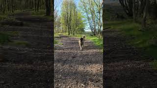 A LEONBERGER FINDS THE BIGGEST STICK AMD HAPPY WITH HER SELF dog leonberger happy [upl. by Ihcelek744]