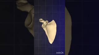 The 6 Types of Bones in 1 min [upl. by Nosremaj]