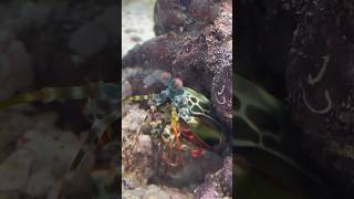 Mantis Shrimp VS Hermit Crab [upl. by Notsecnirp355]