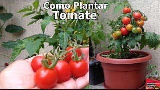 Como Plantar Tomate da forma mais fácil que existe passo a passo [upl. by Ydoc]