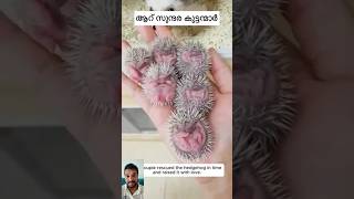 Hedgehog accident shorts germany kerala highlight subscribers [upl. by Nednyl]