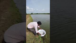 Sea bass seed Hatchery Seed fish Ponds Pandugappa Seed [upl. by Heigl]