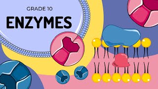 ENZYMES  An introduction to their structure and function [upl. by Aleicarg]