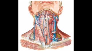 Surface anatomy of carotid arteries and jugular veins DR SAMEH GHAZY [upl. by Way]