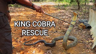 Rescue of a big deadly venomous King cobra by Ajay Giri in India [upl. by Christoph]