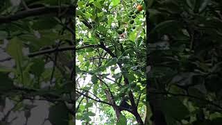 Harvesting Calamansi fruits for calamansi Juice [upl. by Oilcareh]