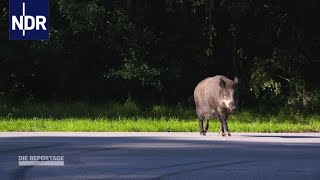 Wildschweine Die cleveren Wildschweine von Usedom  DIE REPORTAGE  NDR [upl. by Aivuy]