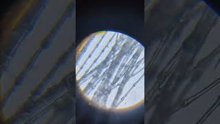 Birds feather under microscope 🔬🦠 microscopechallenge microscope [upl. by Maurita394]