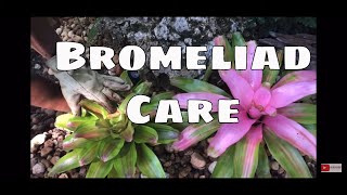 Bromeliads Series Pt 1 Bromeliads Indoor amp Outdoor Bromeliad Care [upl. by Ahker91]