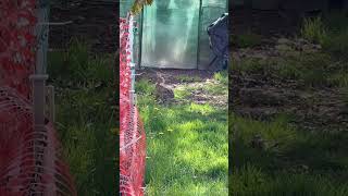 Rabbit scared our chickens [upl. by Kravits]