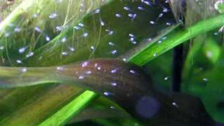 My Blue three spot gourami fry  Blaue Fadenfisch Nachwuchs 12 [upl. by Leorsiy]