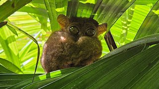 Tarsier Sanctuary Bohol Philippines [upl. by Pironi281]