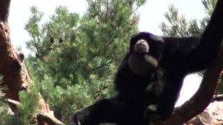 Sam the Siamang Gibbon [upl. by Florida]