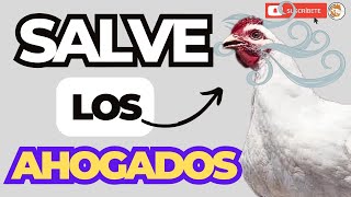 😱 ¿Por Qué se AHOGAN Los POLLOS de ENGORDE 😎 [upl. by Nibuz33]