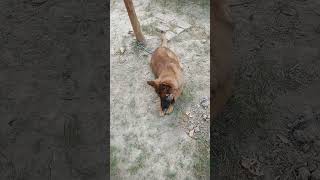 Cute puppy playing shortsshortvideocutepuppyplaying [upl. by Nitram]