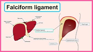 falciform ligament [upl. by Maria498]