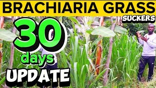 How To Grow Brachiaria GrassMulato Grass SUCKERS 1 Month Update After Planting [upl. by Semele803]