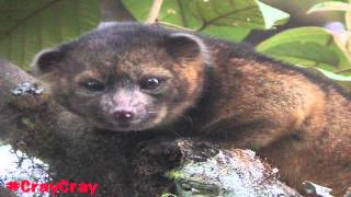 Honey Badger Narrates The Mysterious Olinguito [upl. by Irrek687]