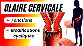 Pourquoi la glaire cervicale est essentielle pour la fécondité chez la femme [upl. by Jarrod]