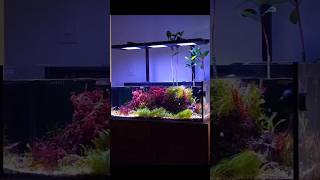 Revolutionize your reef with the all new ReefBreeders Meridian Light Fixture reefkeeping aquarium [upl. by Buffum75]