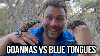 Goannas VS Blue Tongue Lizards  5 Major Differences [upl. by Nerral977]