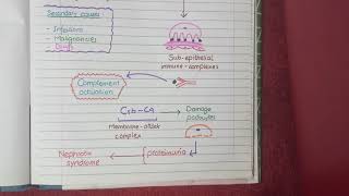 Membranous Nephropathy  Pathology [upl. by Lemyt]