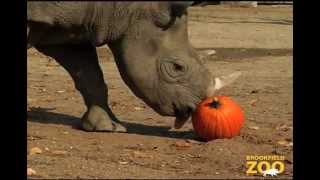 Animals Receive Halloween Pumpkins [upl. by Gardell]