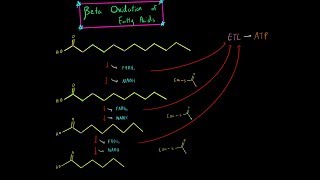 Beta Oxidation and Fatty Acid Oxidation EVERYTHING YOU NEED TO KNOW BIOCHEMISTRY MCAT [upl. by Clough]