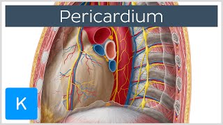 Pericardium  Definition Function amp Layers  Human Anatomy  Kenhub [upl. by Bedwell810]