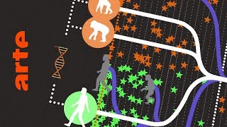 Stammt der Mensch vom Affen ab  Data Science vs Fake  ARTE [upl. by Pastelki880]