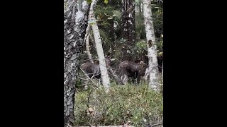 Älg kalvar  Alce Gemios  Moose calf twins [upl. by Wendall82]