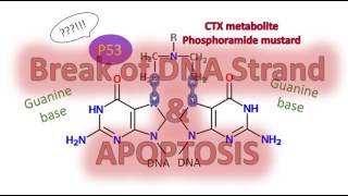 Pharmocology of Alkylating Agents  Cyclophosphomide [upl. by Higinbotham]