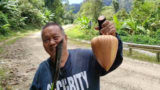 Foraging for Gigantic Borneo Banana Musa borneensis Flowers with Murut and Iban Hunters [upl. by Faux]