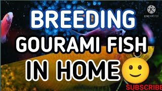 BREED GOURAMI FISH IN HOME HOW TO BREED GOURAMI FISH IN HINDI [upl. by Aihset]